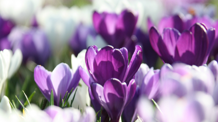 petals, spring