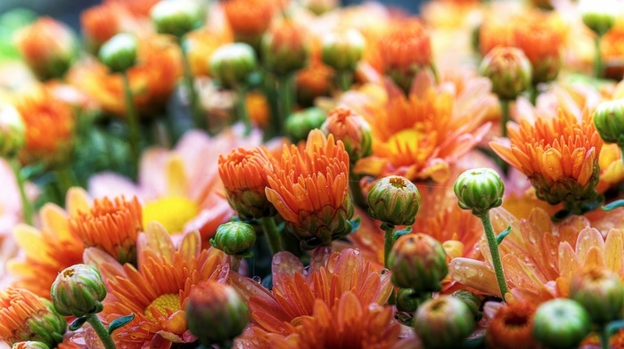 flowers, leaves, dew