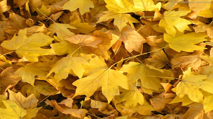 autumn, nature, leaves