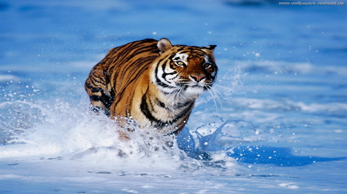 tiger, sea, animals