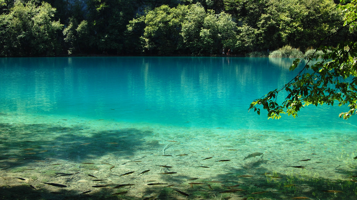 fish, lake, nature, water