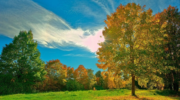 landscape, nature, autumn, glade, trees, sun rays