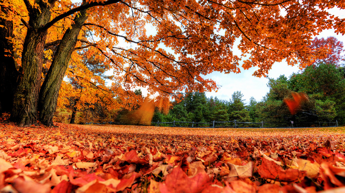 autumn, trees, leaves