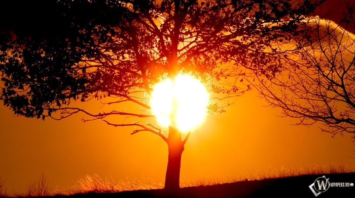 Sun, nature, tree, stunner