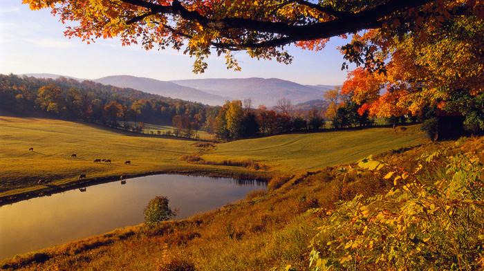 autumn, trees