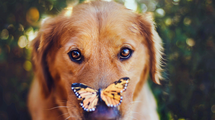 dog, animals, butterfly, sight