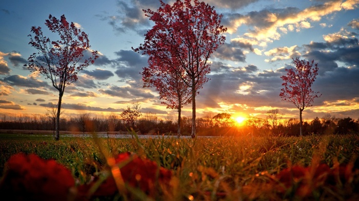 sunset, Sun, autumn, trees, beautiful