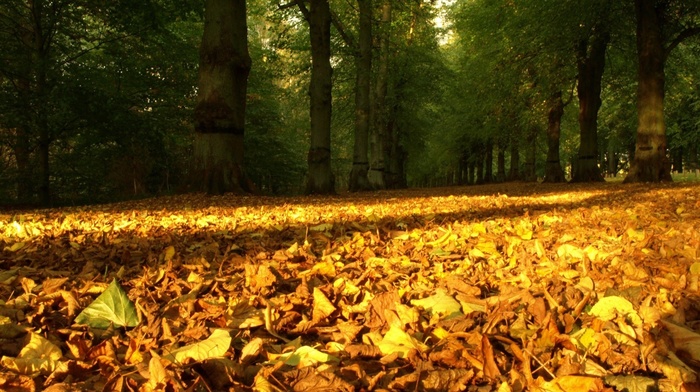 forest, light, autumn