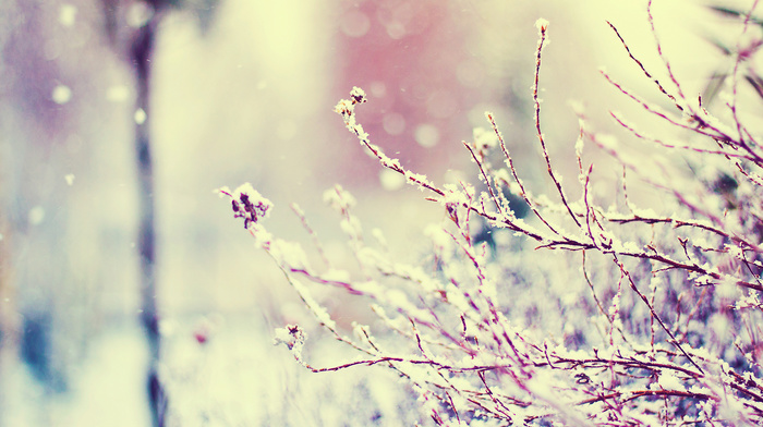 highlights, winter, macro, snow, twigs