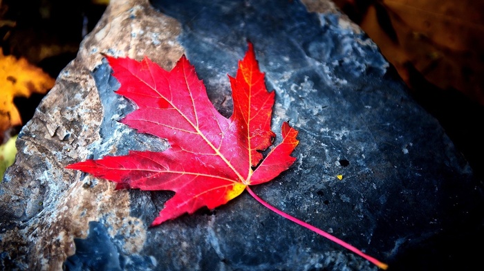 beautiful, stone, autumn