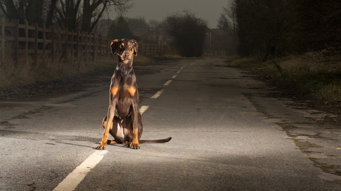 dog, road, animals, sight