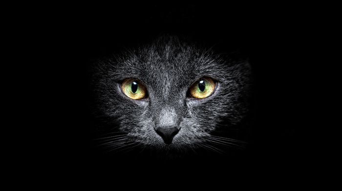 black, cat, eyes, muzzle, background, animals, gray