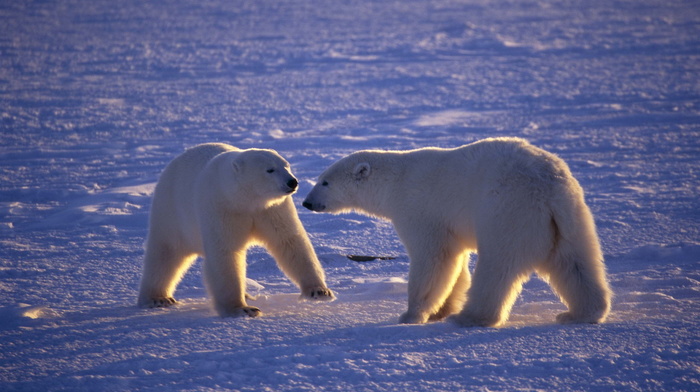 bears, animals