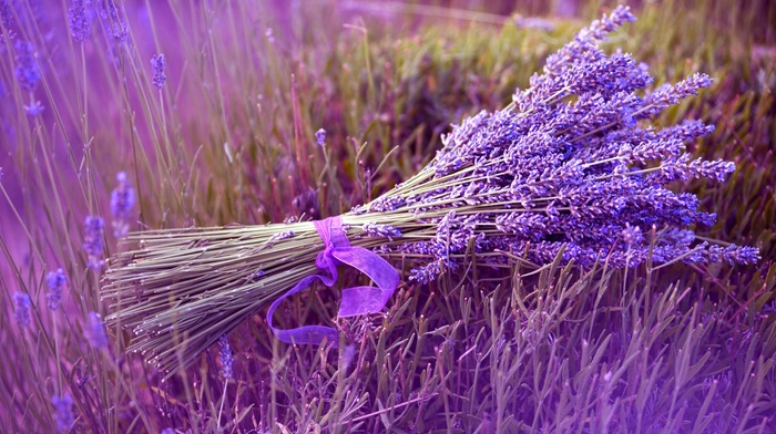 flowers, nature, bouquet