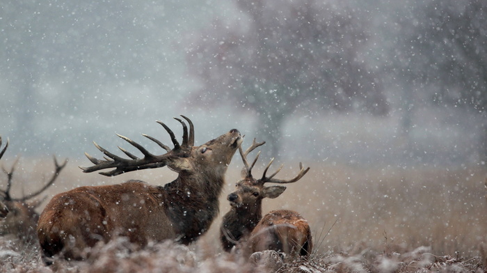 snow, animals, deer, nature