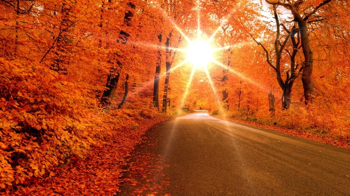 Sun, road, autumn