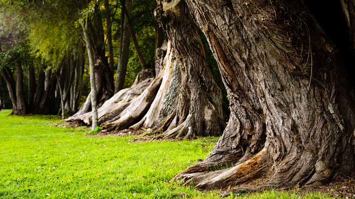 nature, grass, trees