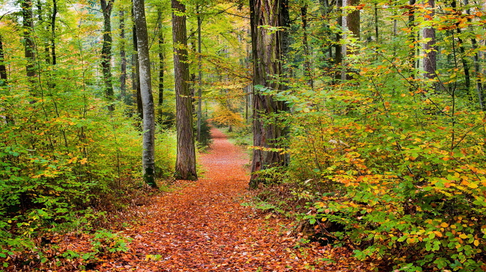 nature, forest, autumn