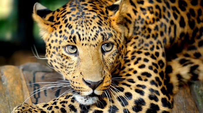 animals, sight, leopard, eyes
