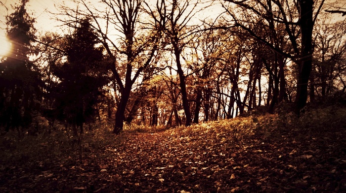 autumn, nature, leaves, trees