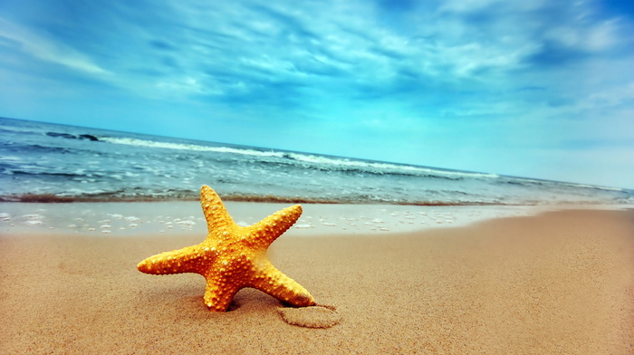 beach, sea, nature, water, summer