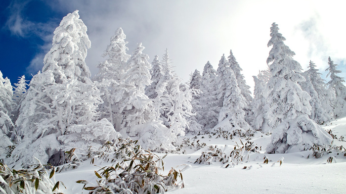 forest, sky, winter, snow, nature