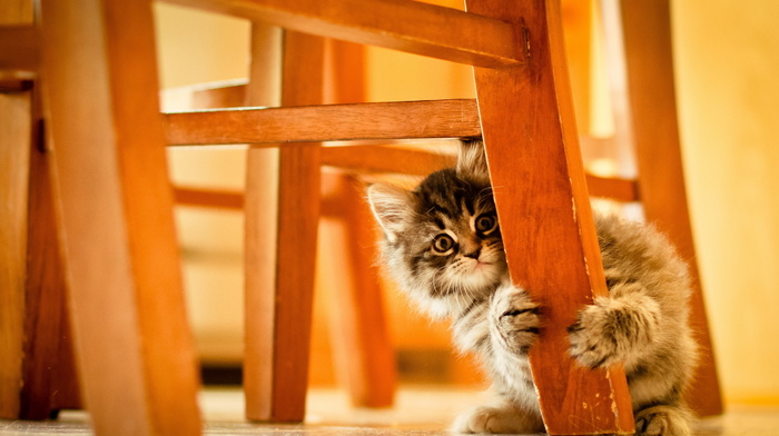 chair, animals, background