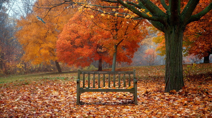 nature, autumn, bird, leaves