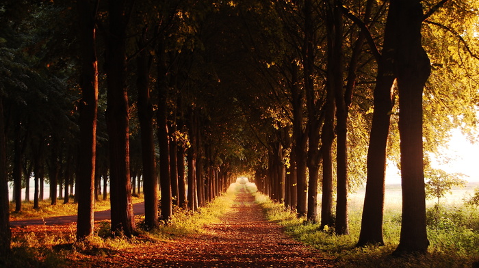 autumn, evening, trees