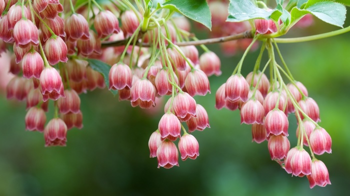 flowers, macro