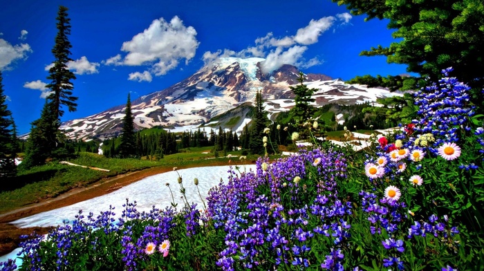 mountain, landscape, nature, snow, flowers, road