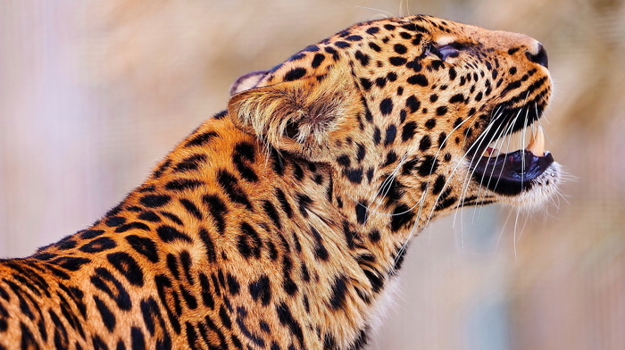 leopard, muzzle, animals