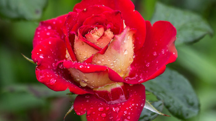 rose, flowers