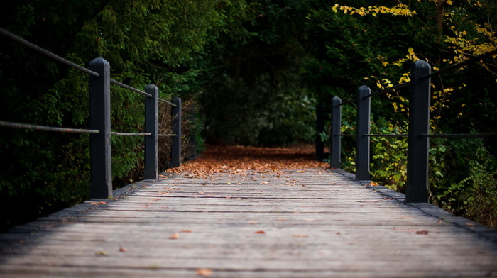 bridge, autumn, nature