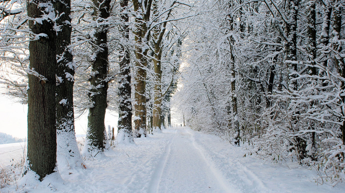 winter, snow, road, forest