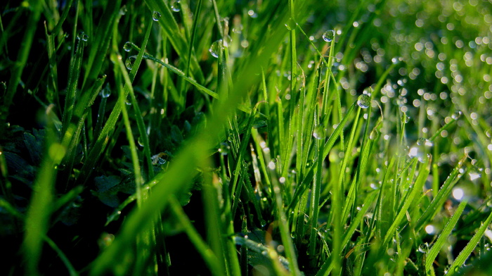 macro, grass, dew