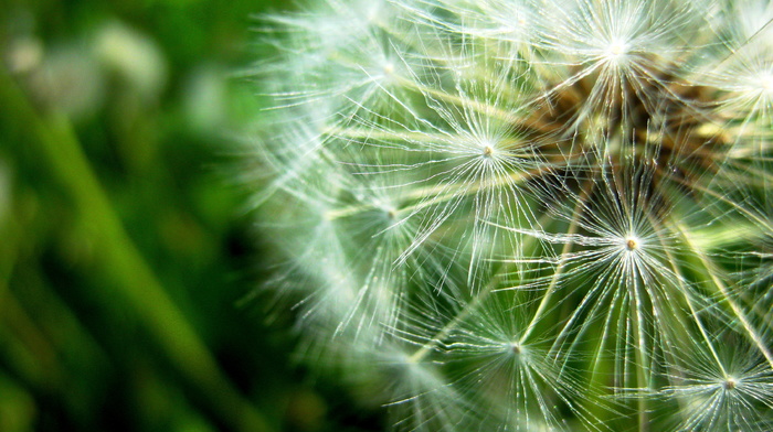 macro, summer