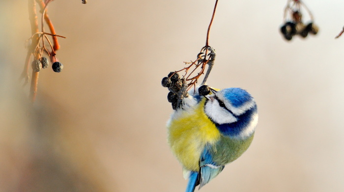 yellow, bird, nature