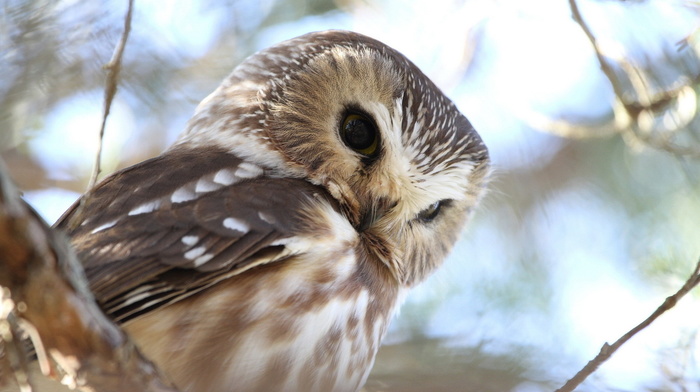 owl, background, animals, nature