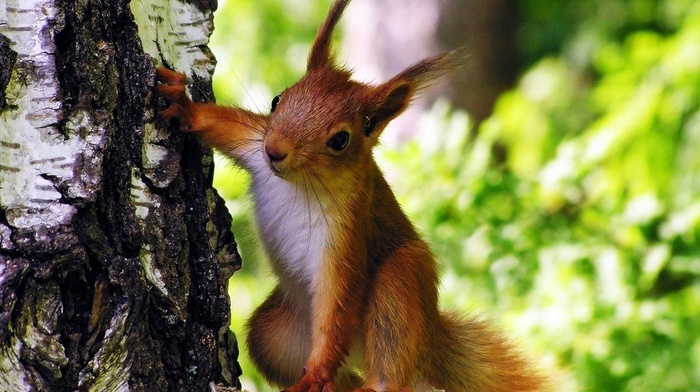 wallpaper, animals, pose, squirrel