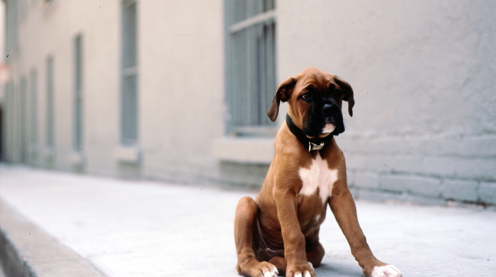 street, dog, animals