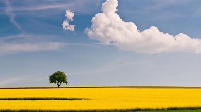 nature, tree, sky