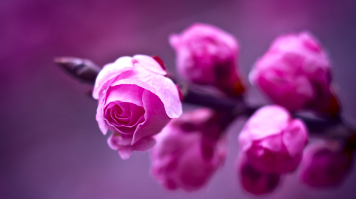 background, roses, branch, flowers, motion blur, macro, purple