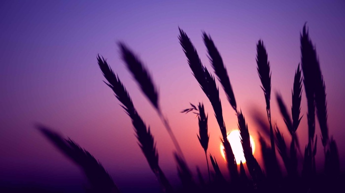 field, macro, sunset, Sun, evening