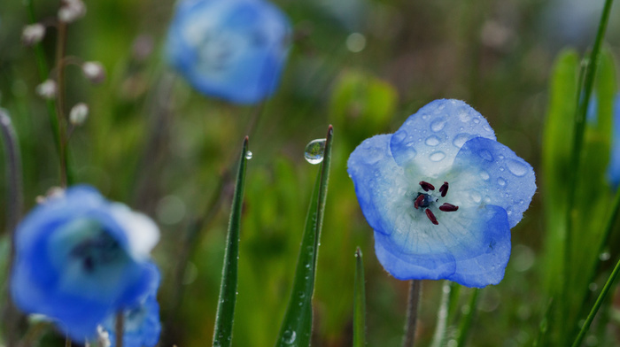 blue, flowers, grass, flower