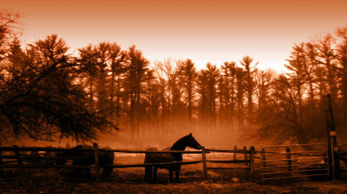 landscape, animals