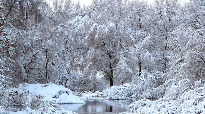 trees, winter, snow, river