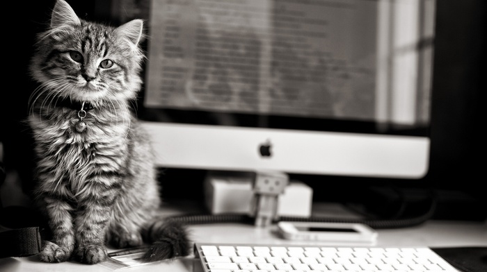 kitten, animals, computer