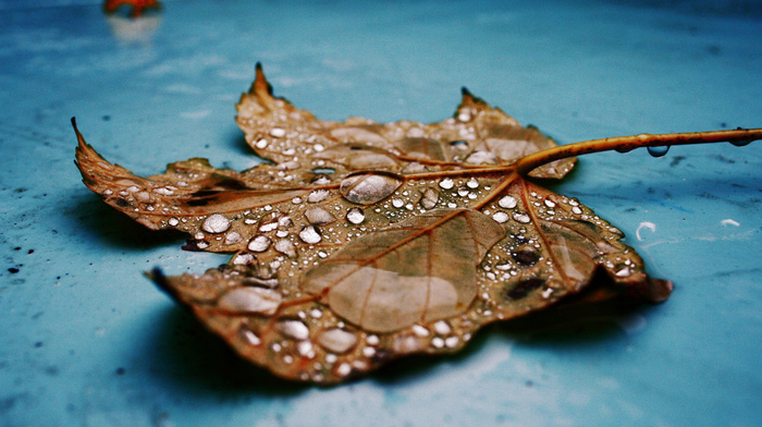 drops, nature, beautiful, leaf
