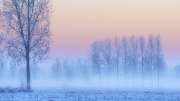 trees, field, snow, winter, pink